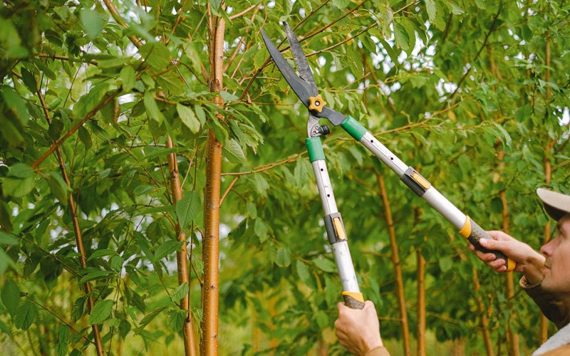 Tree trimming in Escalon, CA